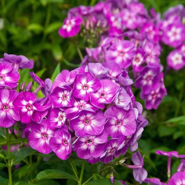 Votaniki Phlox Laura Bare Root - Perennial Phlox Paniculata ‘Laura’ (Garden Phlox) | Star Shaped Flowers, Summer Flowering Phlox - Easy to Grow