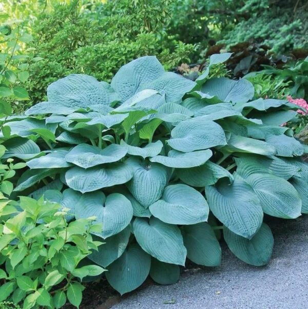 Votaniki Bressingham Blue Hosta Root Rhizome - Perennial, Large Leaf Plantain Lily | Bressingham Blue Root - Unique Blue-Green Foliage - Low Maintenance Plant