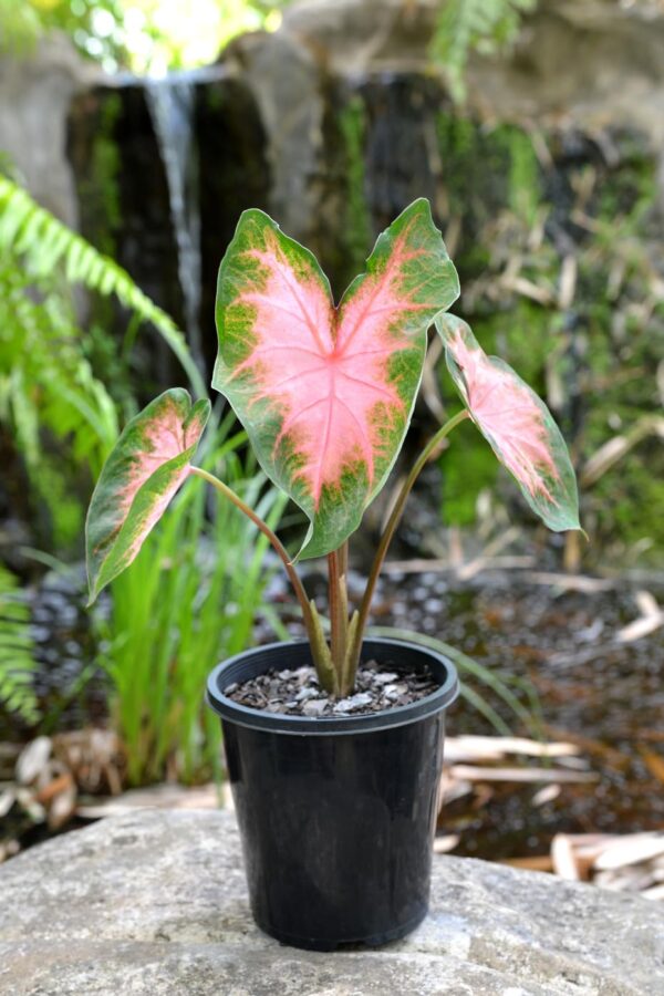 Votaniki Kathleen Caladium Bulbs - Perennial Colorful Shade Loving Caladium Kathleen | Heart Shaped Leaves, Caladium Bulbs - Easy to Grow