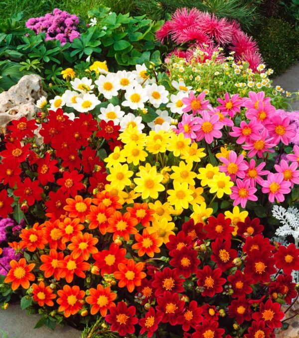 Votaniki Mixed Topmix Dahlia Bulbs for Planting - Colorful and Vibrant Mix of Dahlia Bulbs | Perfect for Cutting, Long Blooming, Easy to Grow - Topmix Dahlia Flowering Bulbs