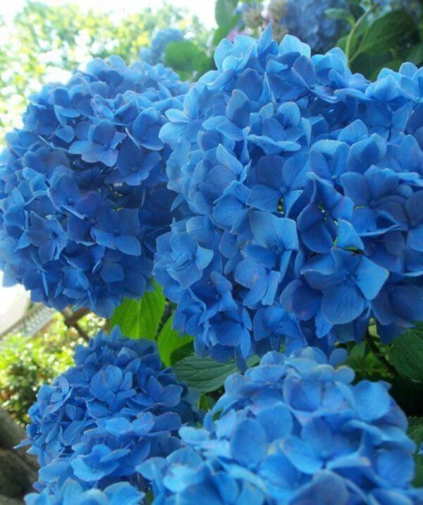 Votaniki Nikko Blue Hydrangea Plant Quart Pot - Perennial Flower, Long Lasting Blooms | Easy to Grow Nikko Blue Hydrangea Live Plants