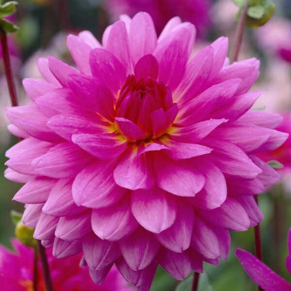 Votaniki Rosella Dahlia Bulbs - Large Blooms, Perennial, Vibrant Pink Blooms - Dahlia Decorative Rosella for a Stunning Flower Display - Easy to Grow