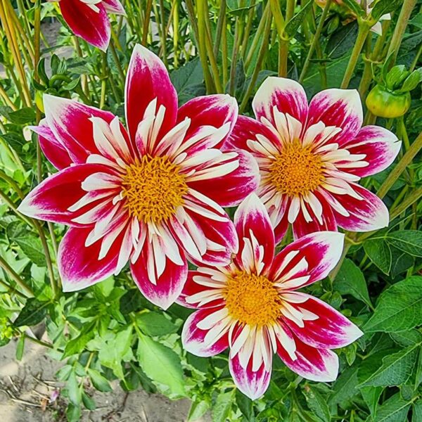 Votaniki Fashion Monger Dahlia - Lagre Blooms, Perennial Dahlia Collarette 'Fashion Monger' Bulbs | Summer Flowering Dahlia Bulbs - Easy to Grow