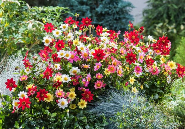 Votaniki Mixed Topmix Dahlia Bulbs for Planting - Colorful and Vibrant Mix of Dahlia Bulbs | Perfect for Cutting, Long Blooming, Easy to Grow - Topmix Dahlia Flowering Bulbs