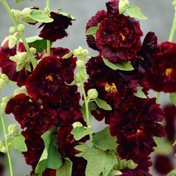 Votaniki Alcea Rosea Charter's Double Maroon Hollyhock Rhizome - Perennial, Versatile, Attracts Pollinators, Hollyhock Flower Rhizome | Easy to Grow and Low Maintenance