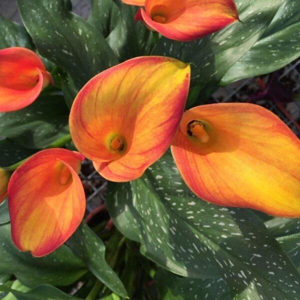 Votaniki Calla Lily Morning Sun - Attracts Bees, Attracts Pollinators, Perennial Calla Lily Bulbs for Planting, Orange/Yellow Flower Bulbs | Summer Flowering Bulbs - Easy to Grow & Maintain