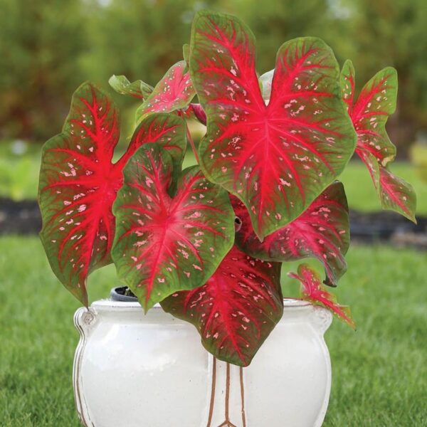 Votaniki Red Flash Caladium - Perennial Plants, Caladium Fancy Red Flash Tubers | All Summer Color, Caladium Tubers - Easy to Grow