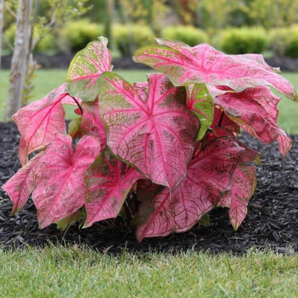 Votaniki Caladium Fancy Fannie Munson - Perennial Caladium, Colorful & Heart Shaped Leaves | Caladium Tubers for Planting - Easy to Grow