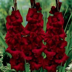 Votaniki Espresso Gladiolus Bulbs - Attracts Pollinators, Long Lasting Stunning Red Blooms - Perennial Gladiolus Flower Bulbs for Planting - Perfect for Any Garden