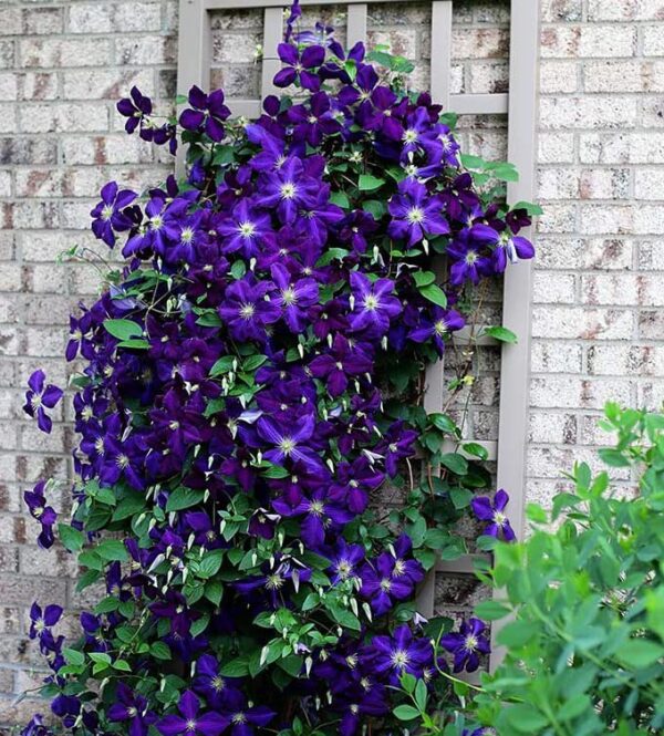 Votaniki Jackmanii Clematis Roots - Vibrant, Perennial Jackmanii Flower | Jackmanii Clematis Roots for Long-Lasting Beauty - Jackmanii Clematis Vine