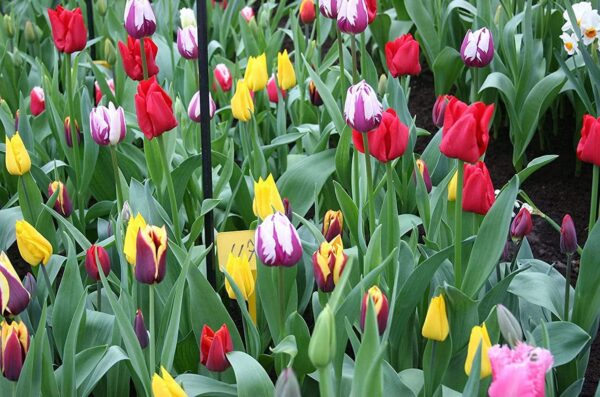 Mixed Triumph Tulip Value Bag (50 Bulbs)