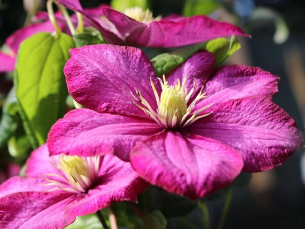 Votaniki Clematis City of Lyon - Large Red Flowered Clematis Plant, Spectacular Blooms | Climbing Plants (Clematis Ville de Lyon), Hardy Fast Growing, Summer/Fall Flowers Bulbs