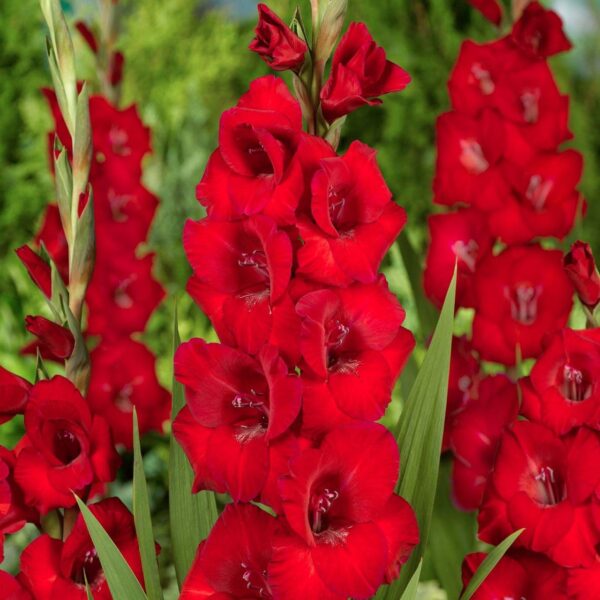 Votaniki Gladioli Roma - Perennial Gladiolus Bulbs, Beautiful Red Flowers | Long Lasting Blooms, Perfect for Any Garden, Gladioli Bulbs for Planting- Easy to Grow