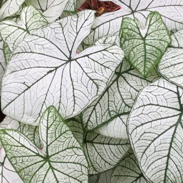 Votaniki Candidum Jr Caladium Large Root - Heart Shaped Variegated Leaves, Perennial White Caladium - Perfect for Indoor or Outdoor Display