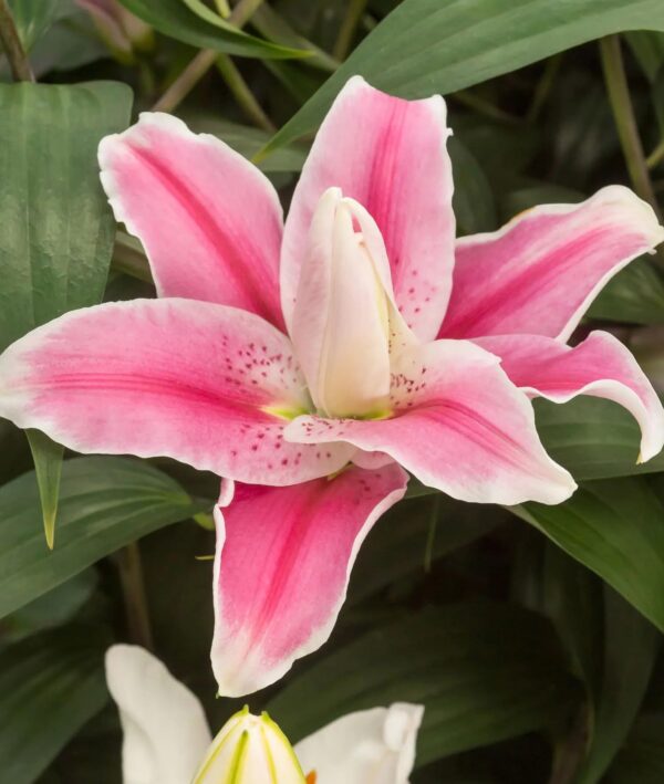 Votaniki Double Lily Sweet Rosy - Perennial & Fragrant Flowers, Oriental Lily (Lily Sweet Rosy) Bulbs for Planting | Summer Flowering Bulbs - Easy to Grow