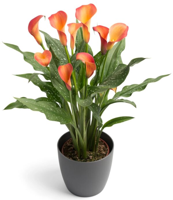 Votaniki Calla Lily Morning Sun - Attracts Bees, Attracts Pollinators, Perennial Calla Lily Bulbs for Planting, Orange/Yellow Flower Bulbs | Summer Flowering Bulbs - Easy to Grow & Maintain