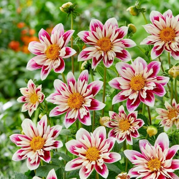 Votaniki Fashion Monger Dahlia - Lagre Blooms, Perennial Dahlia Collarette 'Fashion Monger' Bulbs | Summer Flowering Dahlia Bulbs - Easy to Grow