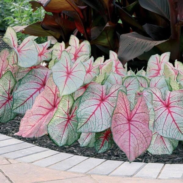 Votaniki Caladium Fancy White Queen - Perennial Caladium Tubers Ready for Planting | Spectacular Foliage Plant, Perfect for Indoor & Outdoor