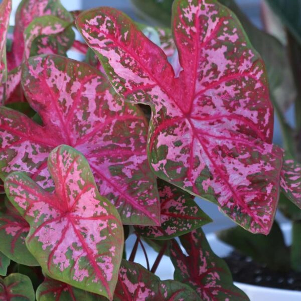 Votaniki Caladium Fancy Carolyn Whorton - Perennial Caladium Tuber for Planting, Striking Foliage | Perfect for Indoor and Outdoor - Easy to Grow Caladium