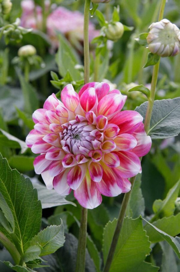 Votaniki Hawaii Dahlia Decorative Flower Bulbs - Dahlia Perennial Flower Bulbs | Gardening Flowering Bulbs