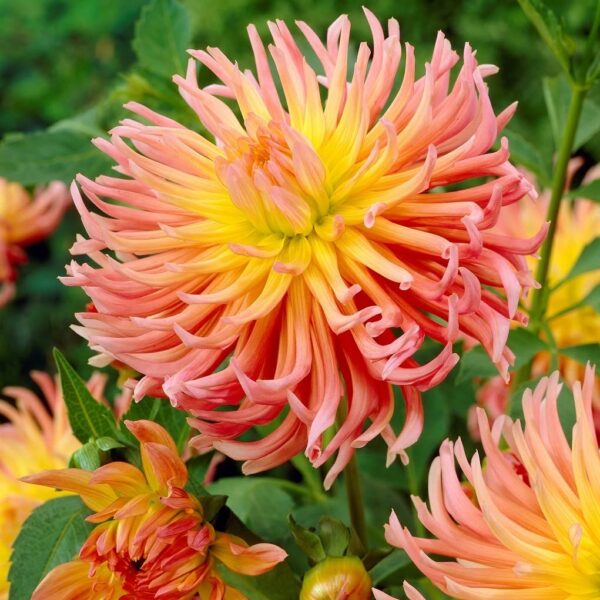 Votaniki Alfred Grille Cactus Dahlia Tuber - Vibrant Colors, Large Blooming Cactus Dahlia | Perfect Addition to Any Garden - Perennial Plant That Comes Back Year After Year