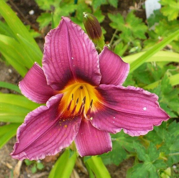 Votaniki Grape Magic Daylily Bare Root - Perennial, Hemerocallis Grape Magic Bare Plant Root, | Large Blooms Daylily Purple - Perfect for Cut