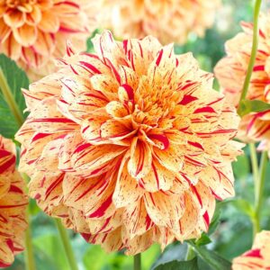 Votaniki Painted Madam Dahlia Bulbs for Planting - Perennial Dahlia, Vibrant Long-Lasting Blooms | Unique and Eye-catching Dahlia Flowering Bulbs