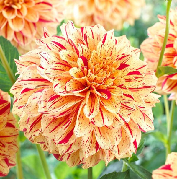 Votaniki Painted Madam Dahlia Bulbs for Planting - Perennial Dahlia, Vibrant Long-Lasting Blooms | Unique and Eye-catching Dahlia Flowering Bulbs