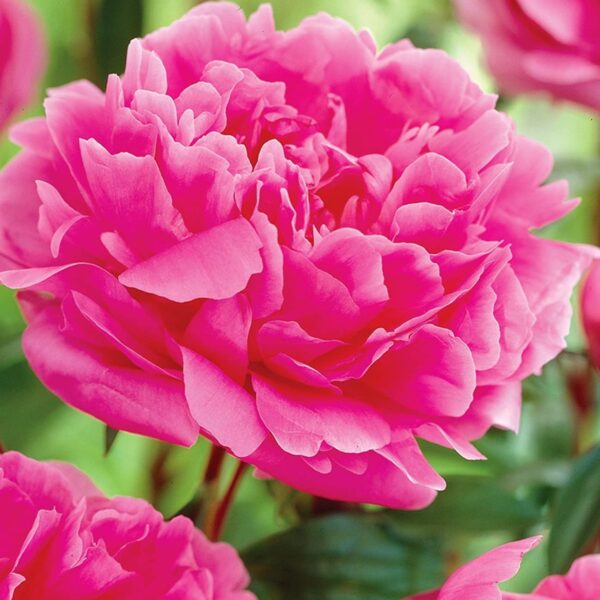 Votaniki Margaret Truman Peony Roots - Perennial with Beautiful Blooms, Peony Root for Planting | Stunning Pink Blooms, Fragrant, and Low Maintenance