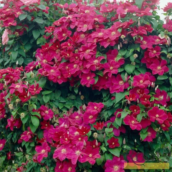 Votaniki Rouge Cardinal Clematis Roots - Eye Catching Foliage, Perennial Vines (Rouge Cardinal), Red Flowers | Summer/Fall Flowering Plants, Easy to Grow