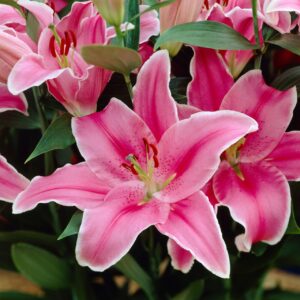 Votaniki Lily Oriental Marlon - Perennial Lily Flowering Bulbs, Large & Fragrant Flowers | Summer Flowering Bulbs - Easy to Grow