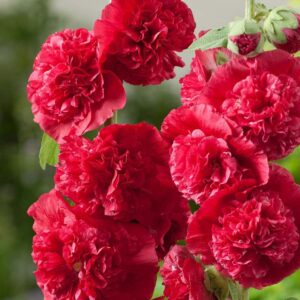 Votaniki Chater's Double Red Hollyhock Rhizome - Long-Lasting, Perennial, Alcea Rosea Chater's Double Flowering Rhizome for Planting - Double-Petaled Blooms | Easy to Grow, Perfect for Cut