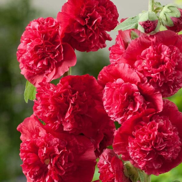 Votaniki Chater's Double Red Hollyhock Rhizome - Long-Lasting, Perennial, Alcea Rosea Chater's Double Flowering Rhizome for Planting - Double-Petaled Blooms | Easy to Grow, Perfect for Cut