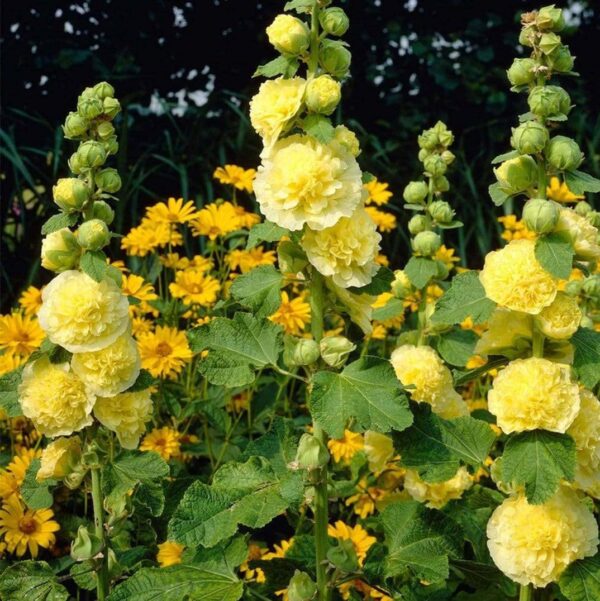 Votaniki Hollyhocks Alcea Rosea Yellow Roots - Long-Lasting Chater's Yellow, Perennial Flowering Roots | Vibrant Blooms - Easy to Grow