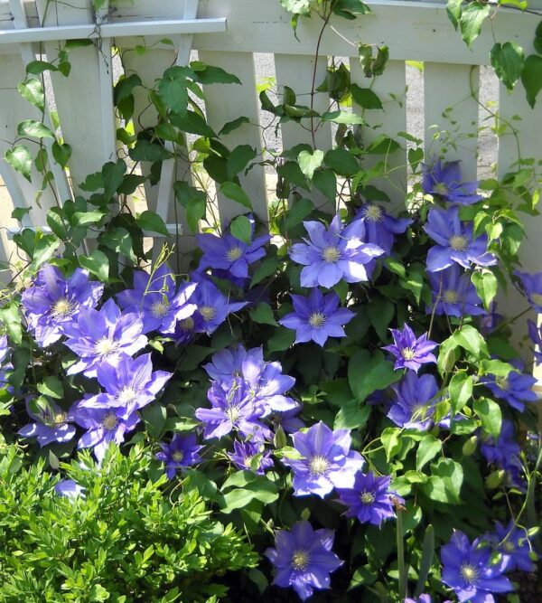 Votaniki Clematis 'H. F. Young' - Deciduous Climber, Perennial Vines | Yellow & Blue Color Flowering Clematis Plant, Live Plant Ready for Planting - Easy to Grow