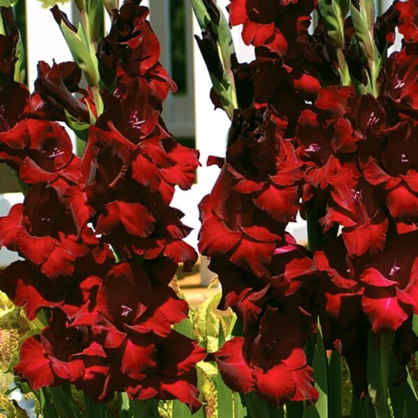 Votaniki at Night Gladiolus Flower Bulbs - Versatile, Perennial Gladiolus Bulbs for Any Garden Setting | Fast Growing & Low Maintenance