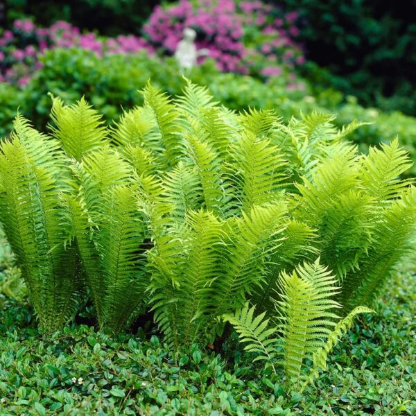 Votaniki Tennessee Ostrich Fern Roots - Perennial Fern Root for Planting | Perfect for Shaded Areas - Low Maintenance and Hardy