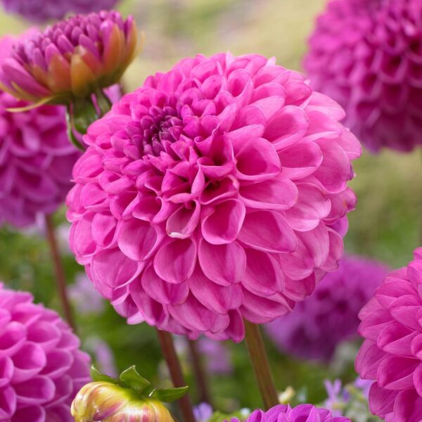 Votaniki Dahlia Pompon Jan Van Schaffelaar - Pink Color Dahlia Tubers Ready to Plant | Summer Flower, Perennial Dahlia (Pompon Dahlias) - Easy to Grow