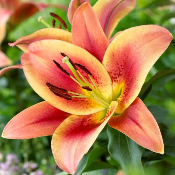 Votaniki Montego Bay Lily Bulbs - Large, Showy Blooms, Perennial Montego Bay Orienpet Lily Flower Bulbs for Planting -Beautiful, Fragrant Blooming Lily