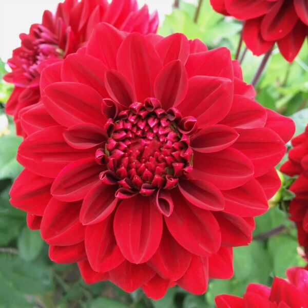 Votaniki Red Runner Dahlia Bulbs - Vibrant Red Blooms, Perennial, Dahlia Bulbs for Planting - Attractive and Low-Maintenance Flowers for Any Garden