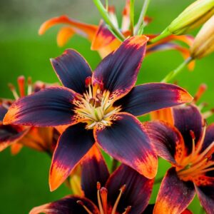 Votaniki Forever Susan Lily Bulbs for Planting - Perennial Long Blooming Lily for Garden Beds, Borders, and Containers | Fast Growing - Low Maninatnace & Easy to Grow