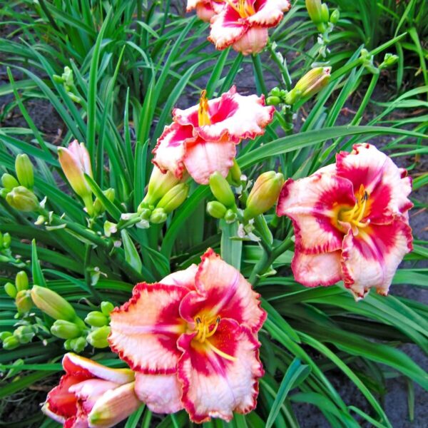 Votaniki Lipstick Daylily Large Roots - Perennial, Long Lasting Blooms, Rare Daylily Roots for Planting - Adaptable and Easy to Care - Versatile Plant for Any Garden Setting