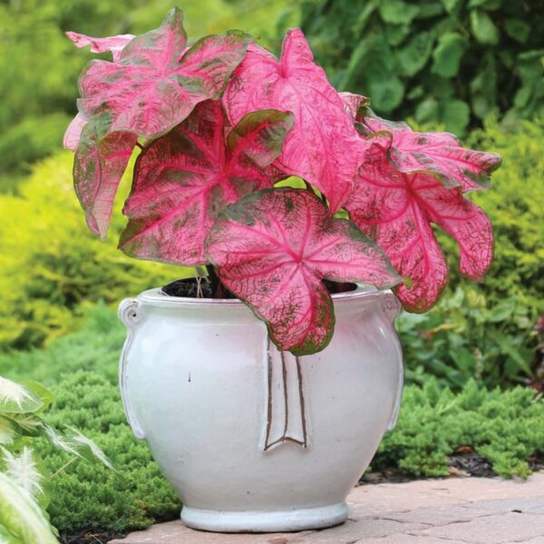 Votaniki Caladium Fancy Fannie Munson - Perennial Caladium, Colorful & Heart Shaped Leaves | Caladium Tubers for Planting - Easy to Grow