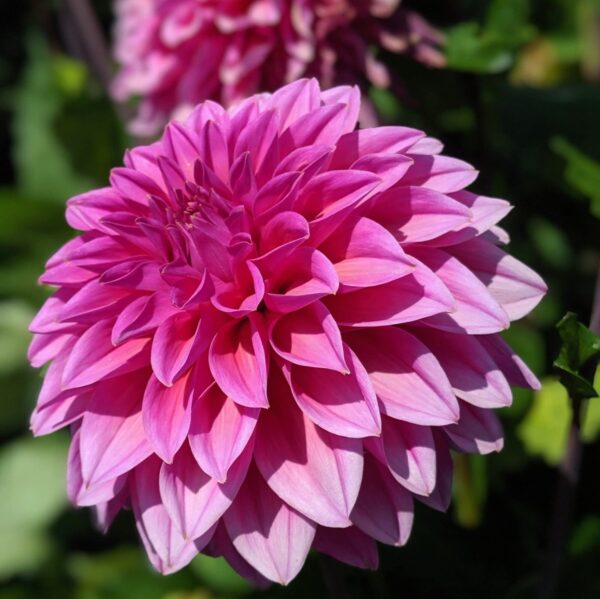 Votaniki Lucky Number Dahlia Bulbs - Attract Pollinators, Perennial Vibrant Flowers for Any Garden - Large Blooming Dahlia Bulbs for Planting - Easy to Grow