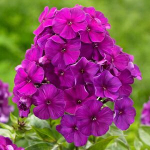 Votaniki Nicky Phlox Bare Root Start - Perennial Flower, Paniculata Nicky Phlox | Fragrant Blooms, Live Plant Root - Easy to Grow