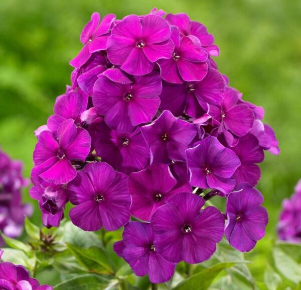 Votaniki Nicky Phlox Bare Root Start - Perennial Flower, Paniculata Nicky Phlox | Fragrant Blooms, Live Plant Root - Easy to Grow