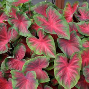 Caladium Blaze Caladium Bulbs for Spring Planting - 6 Bulbs Giant Elephant Ear Bulbs for Planting Live Plants Outdoor Planters Angel Wings Perennial Bulbs - Caladium Red Elephant Ear Plant Bulbs