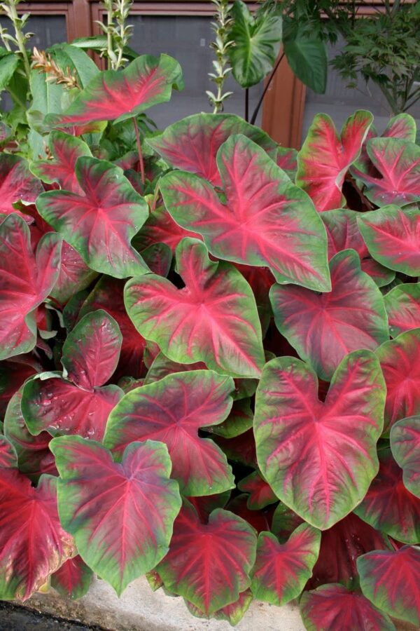 Caladium Blaze Caladium Bulbs for Spring Planting - 6 Bulbs Giant Elephant Ear Bulbs for Planting Live Plants Outdoor Planters Angel Wings Perennial Bulbs - Caladium Red Elephant Ear Plant Bulbs