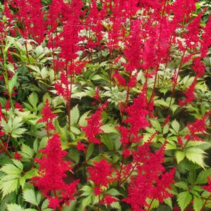 Votaniki Fanal Red Astilbe Plants, Seeds & Bulbs - Large Flower Bulbs to Plants Live Houseplants Red Fanal Astilbe Seeds Bulb with 2 to 3 Eyes Perennial Flower Bulbs Shade Loving Plants and Flowers