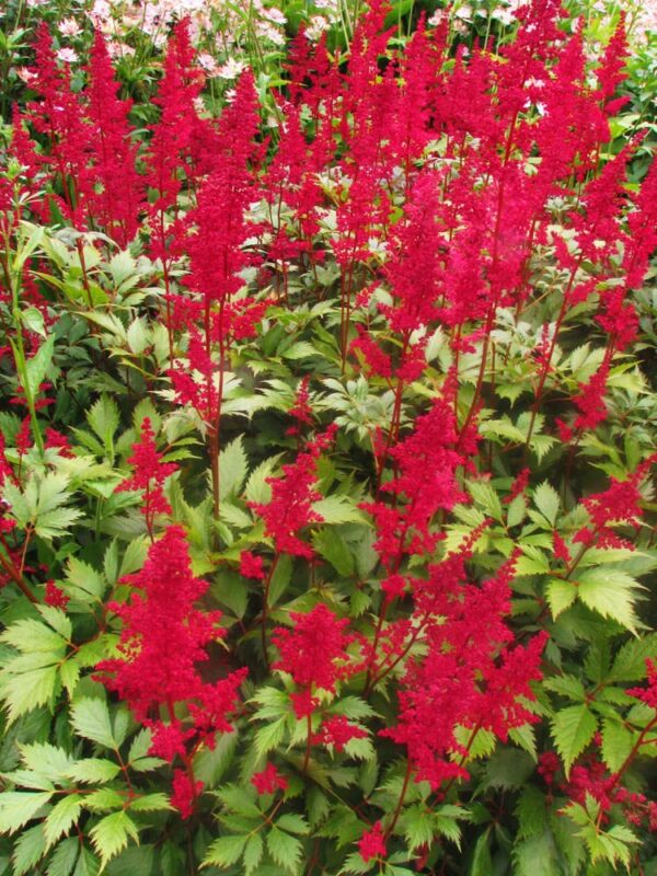 Votaniki Fanal Red Astilbe Plants, Seeds & Bulbs - Large Flower Bulbs to Plants Live Houseplants Red Fanal Astilbe Seeds Bulb with 2 to 3 Eyes Perennial Flower Bulbs Shade Loving Plants and Flowers